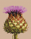 Kronärtskocka blomma